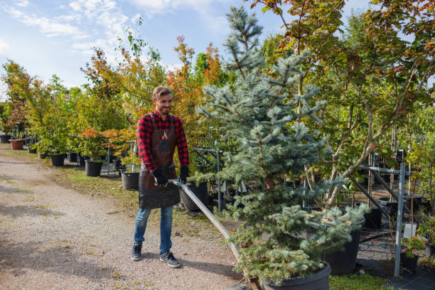 Reliable St Paul, NE Tree Removal Solutions